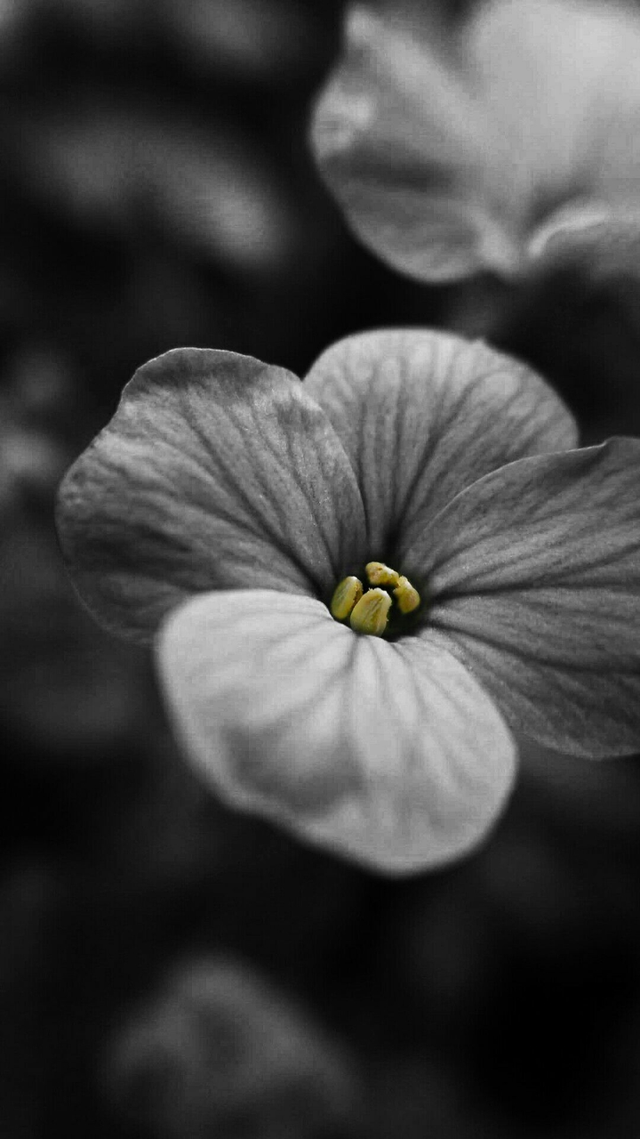 Flowerpower