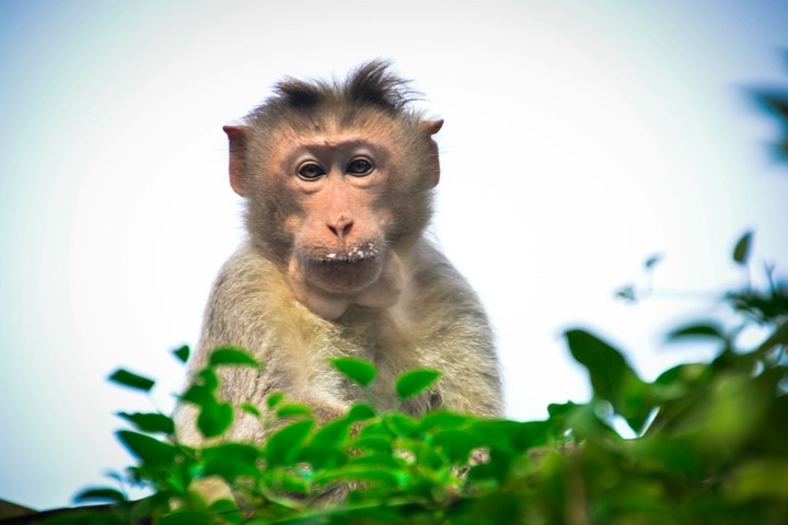 Monkey