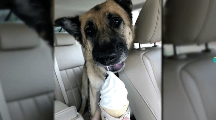 Ice Cream Doggo