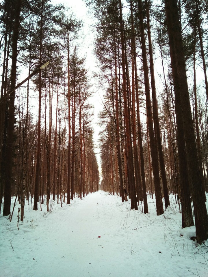 лес ,зима