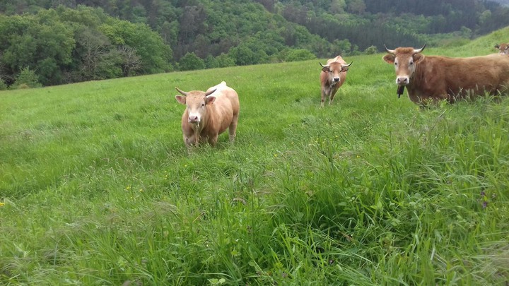 Toro