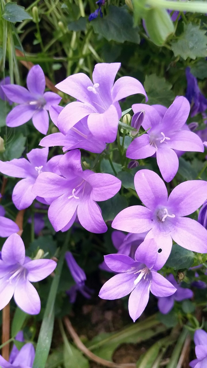 violetteS