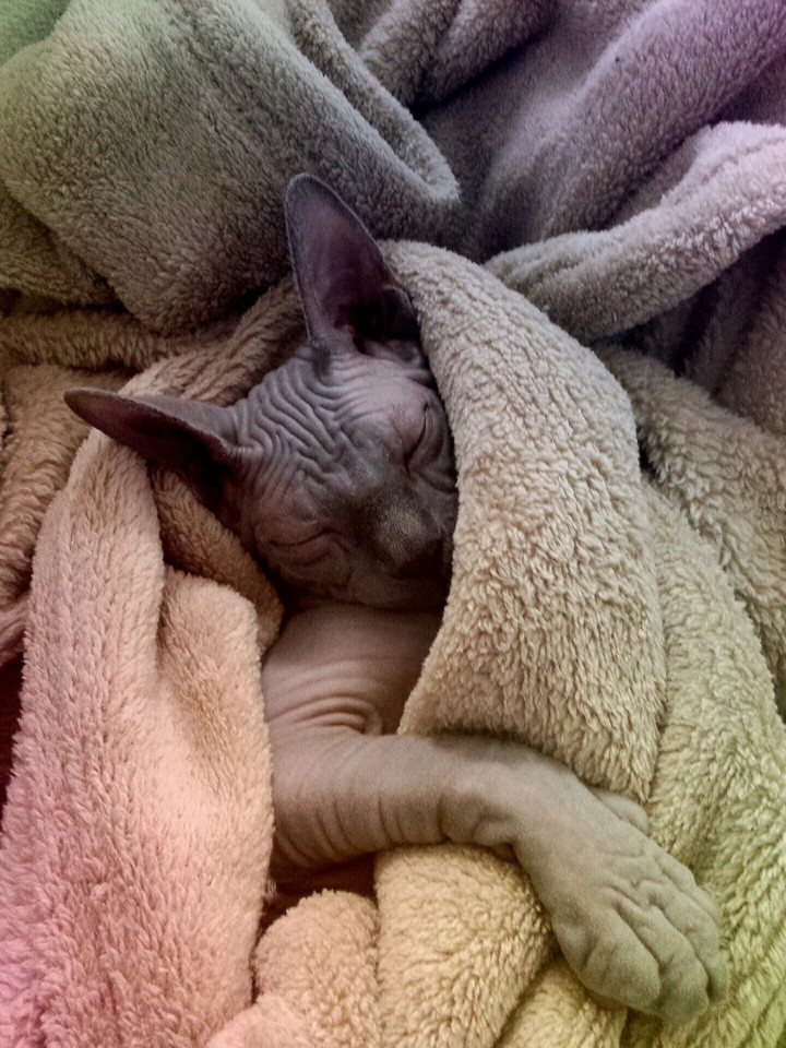 Bébé Klaus