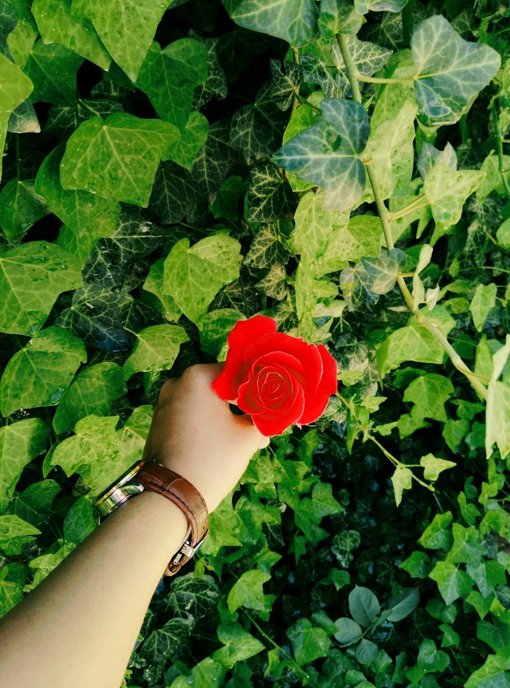 red rose