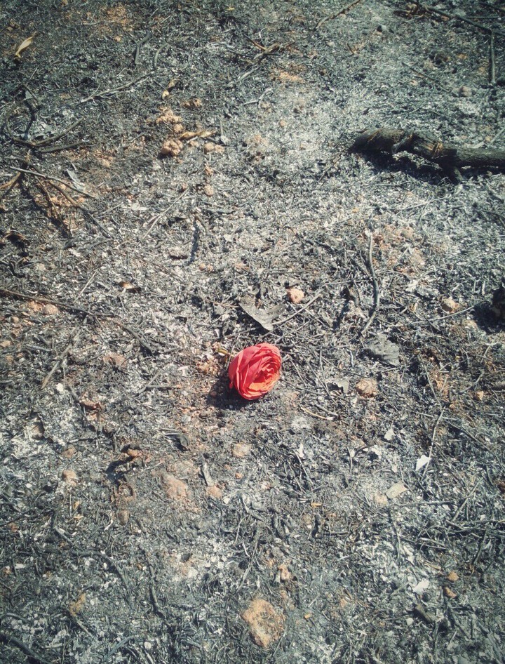 rose...