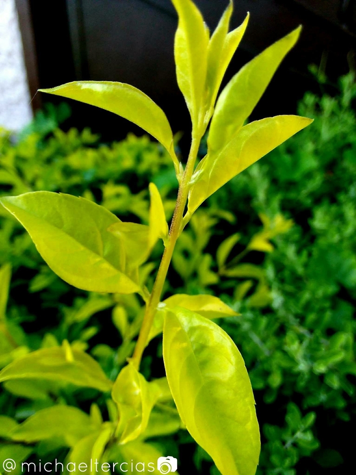 Leafy 
