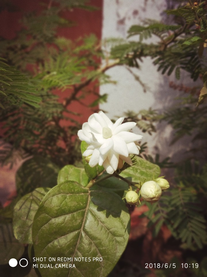 flower