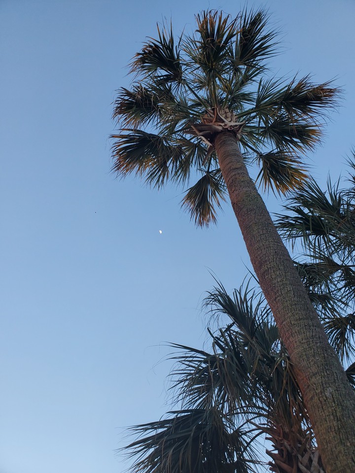 palm trees and a moon