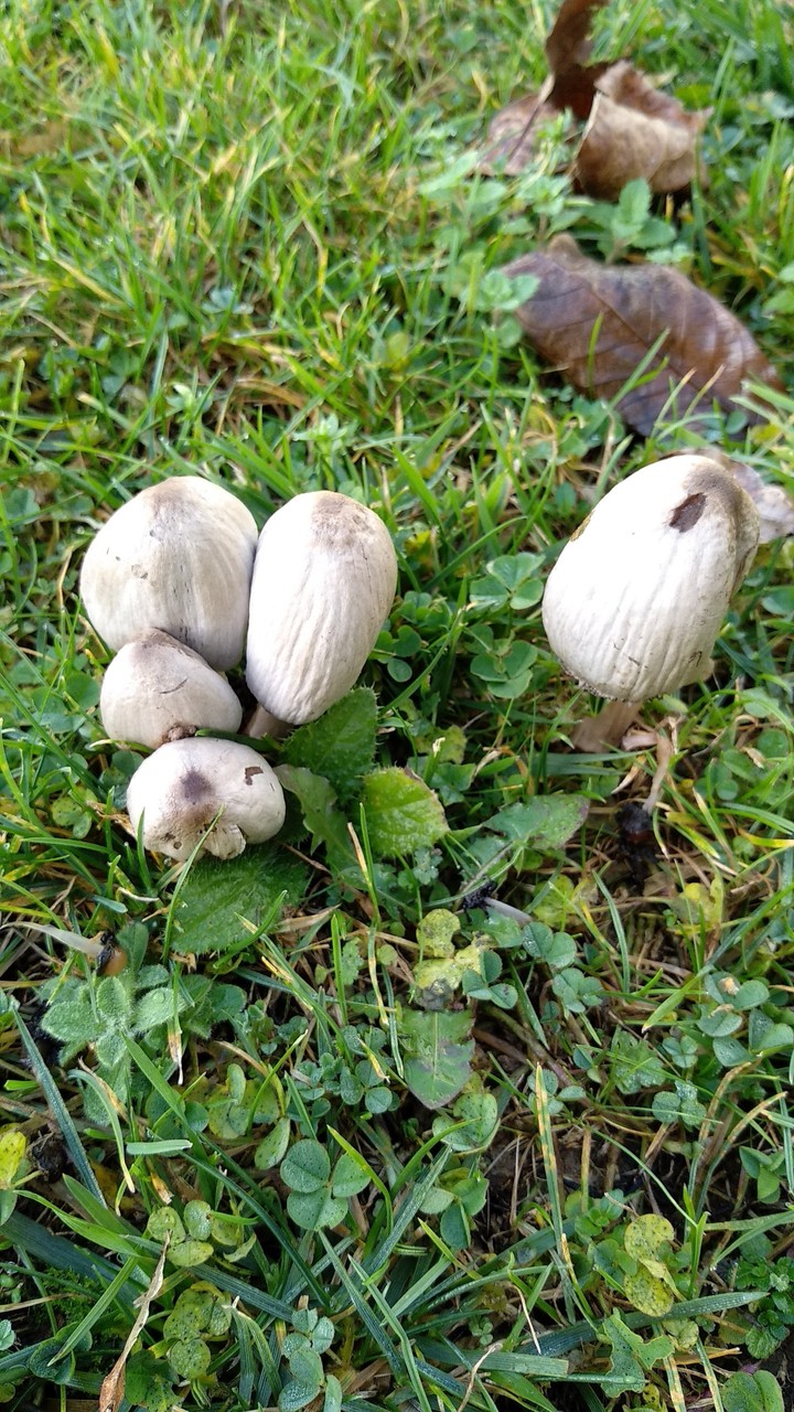 champignons du jardin