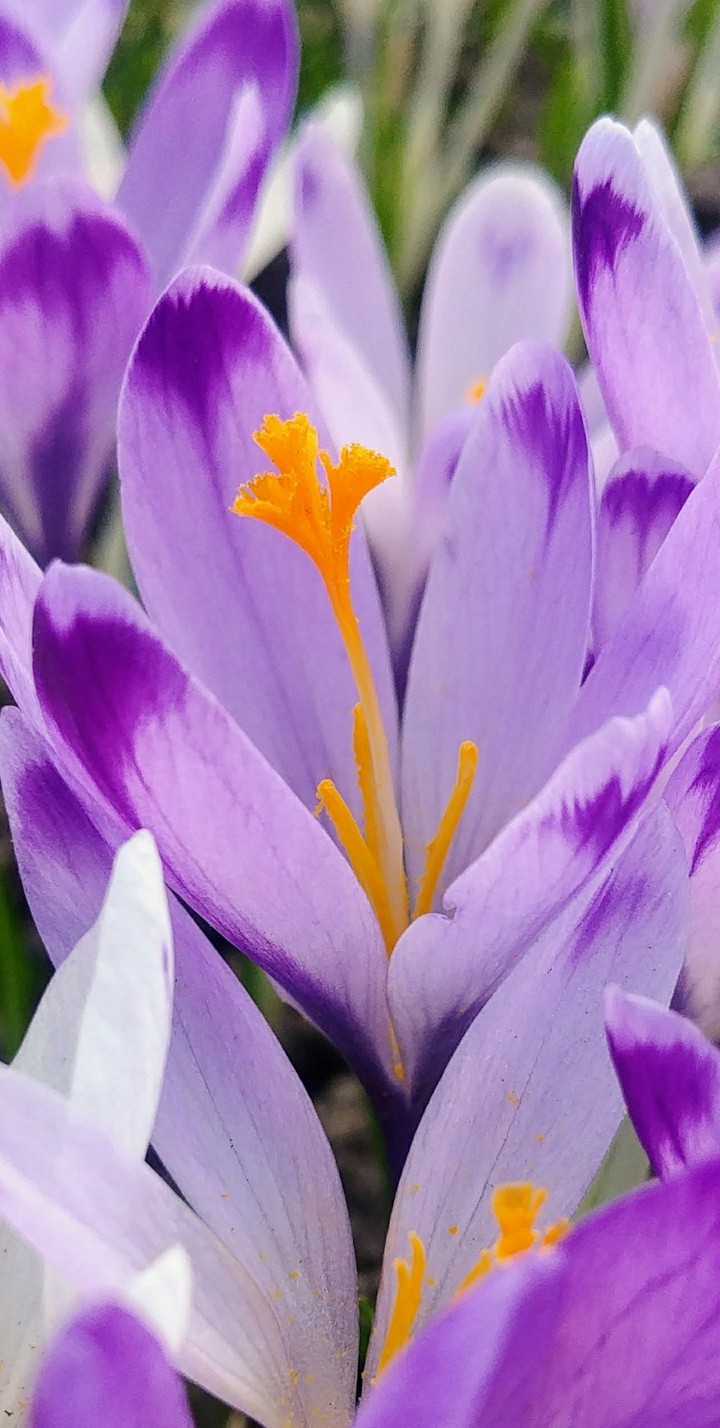Power of beautiful flower.