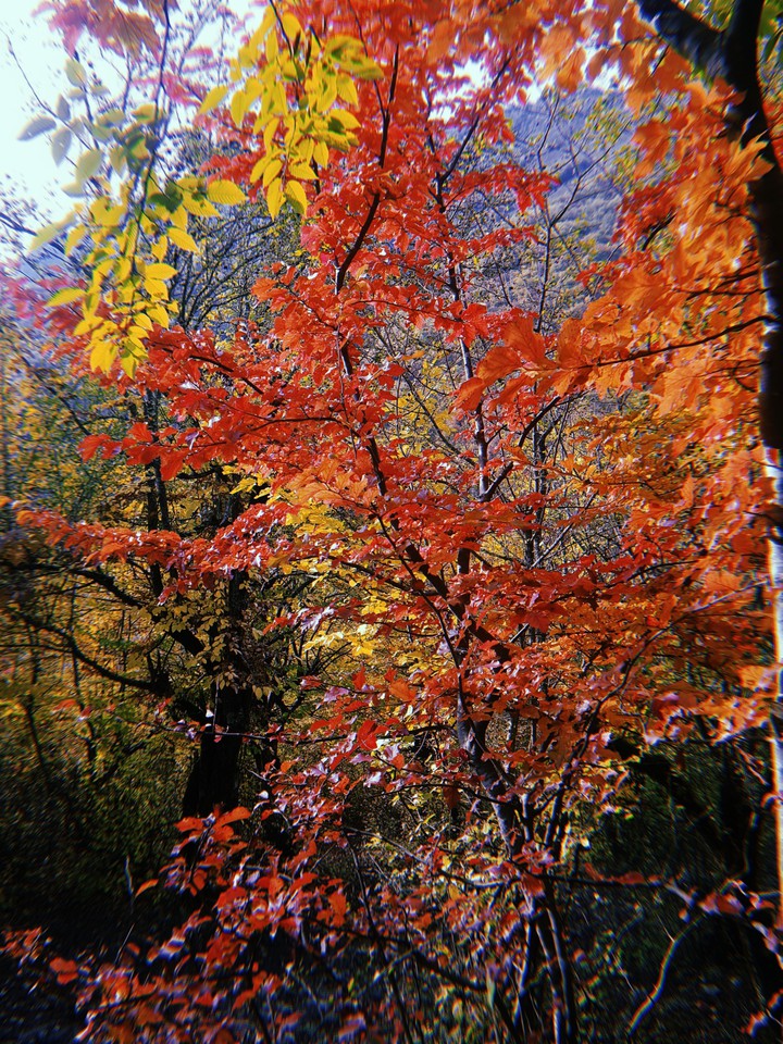 autumn