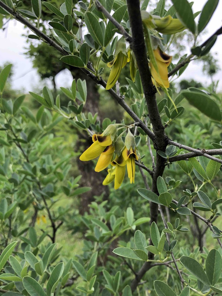 kulîlka xirnûfê, followers of carob