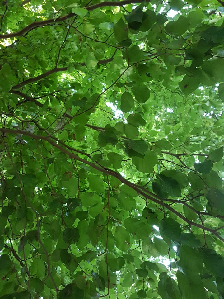 green tree