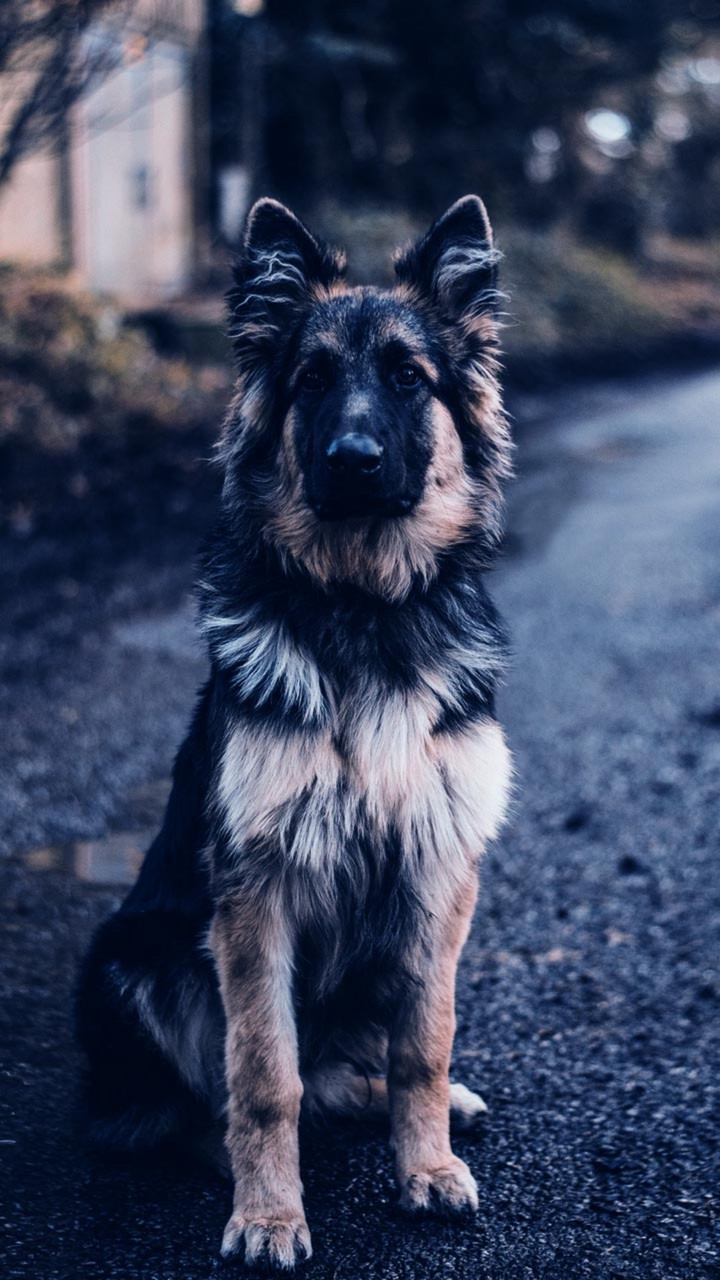 dog