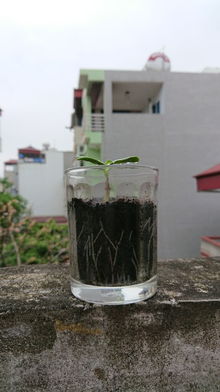 My cup