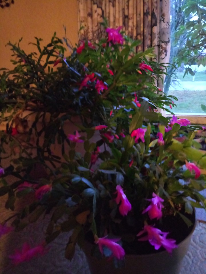 Xmas cactuses