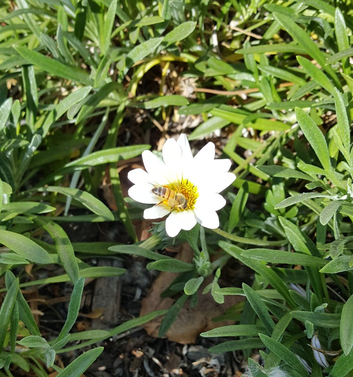 working Bumblebee