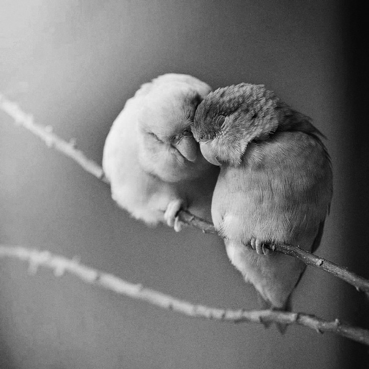 birds