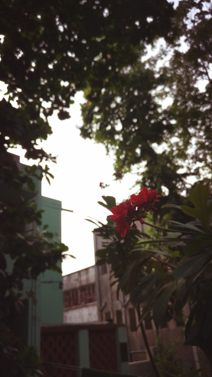 flowers