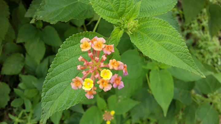 Nature