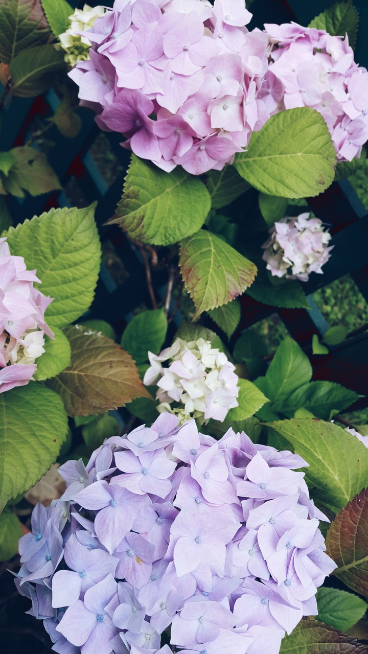 hydrangea