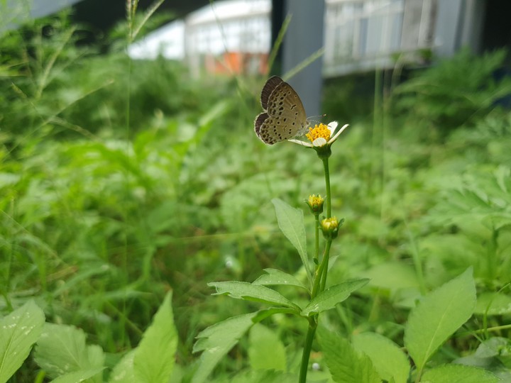 beautiful butterfly