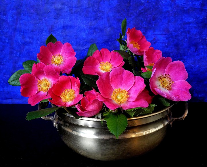 tearose