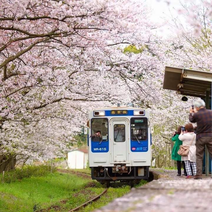 sakura