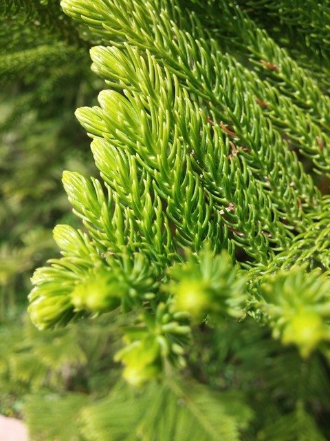One pin tree