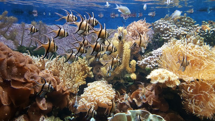 Fische