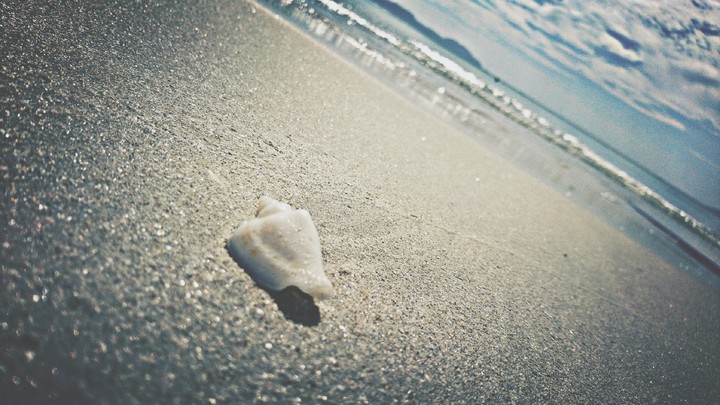 Seashell