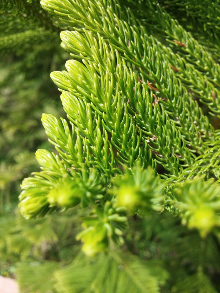 One pin tree
