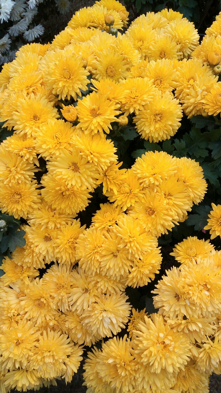 beautiful flowers