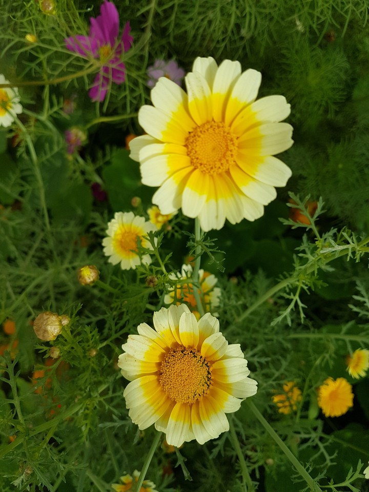 flower