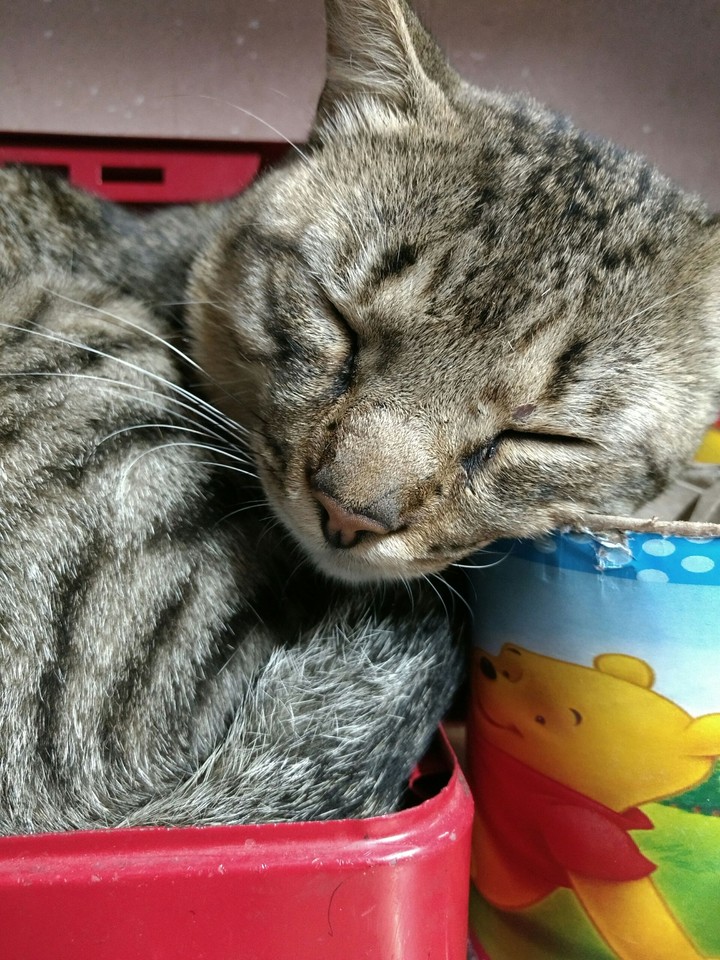 Sleep kitty