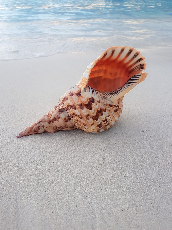 Seashell