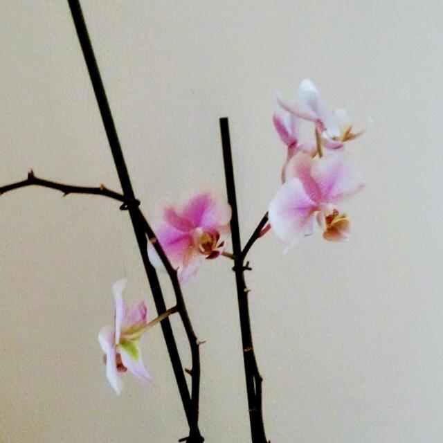fiori
