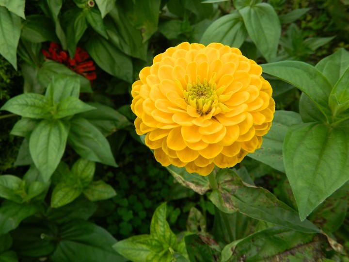 flower