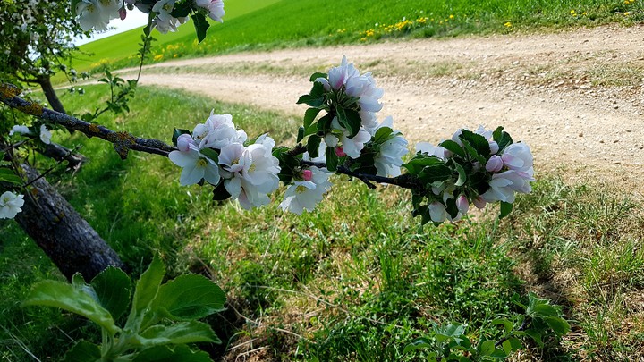 Blüten