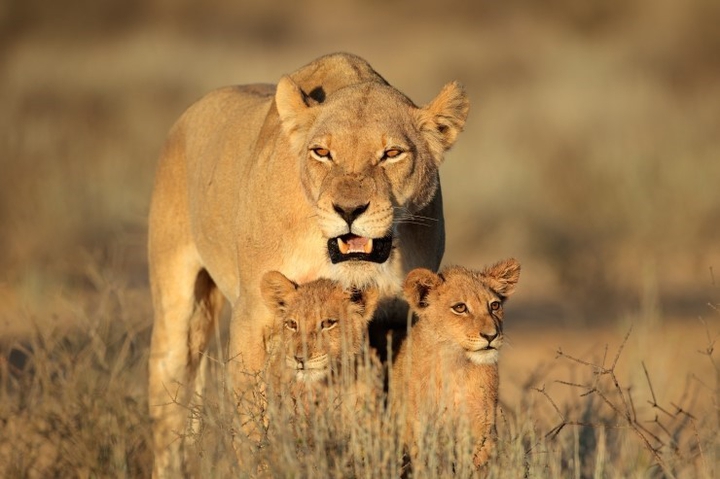 I love Africa