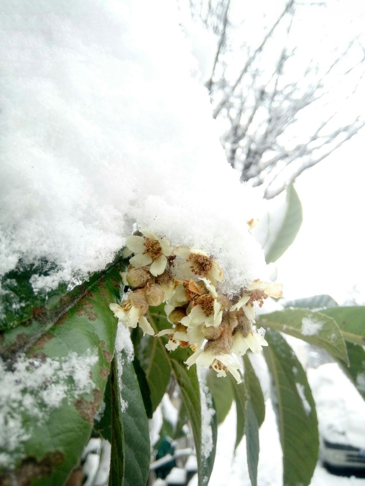 snow