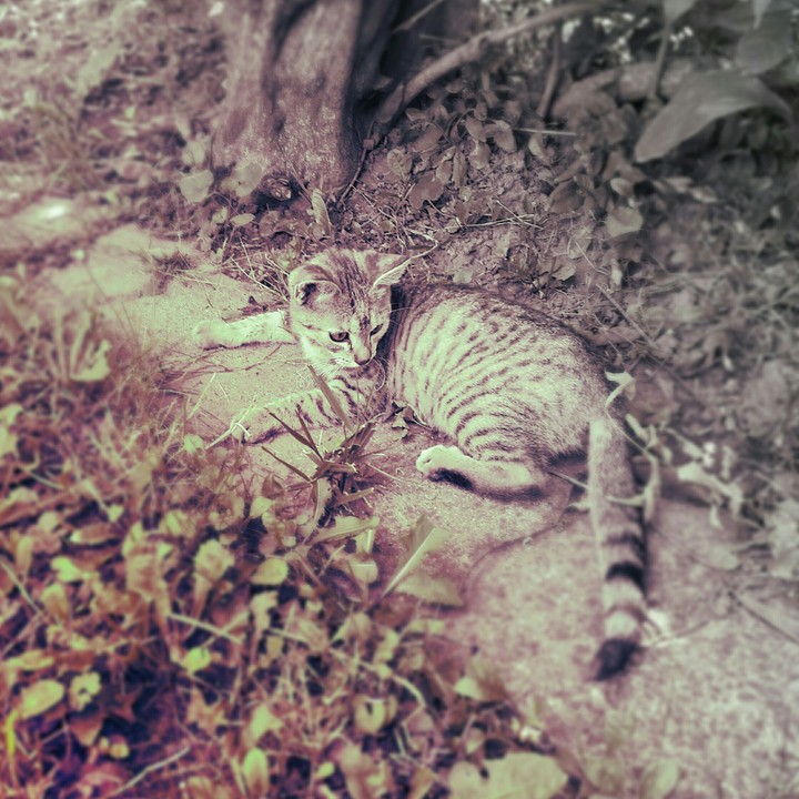 Cat