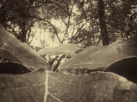 Leaf