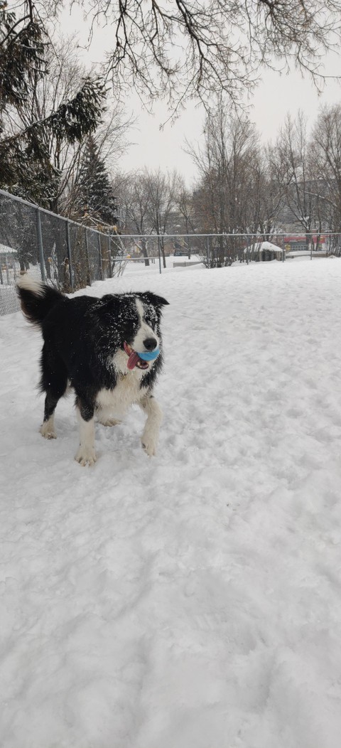 dog
