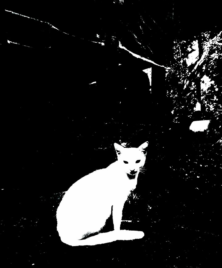good night caty