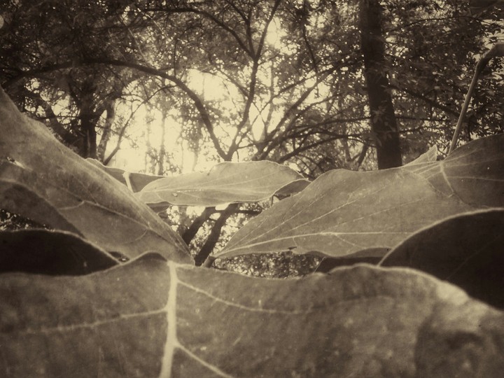 Leaf
