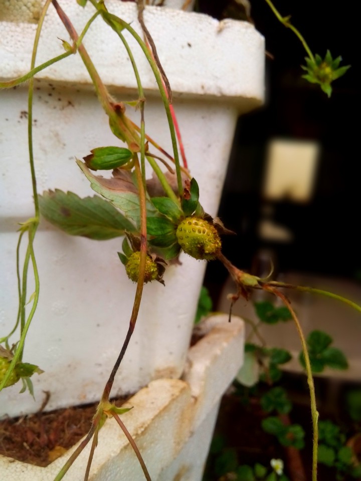 Strawberries