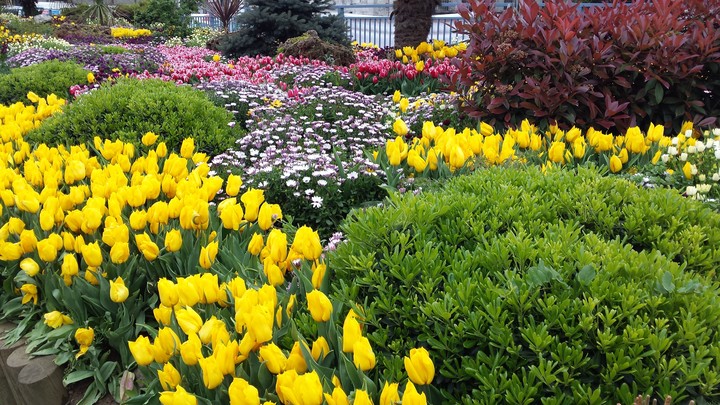 tulips istanbul