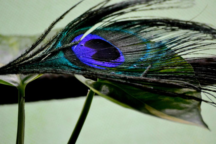 feathers
