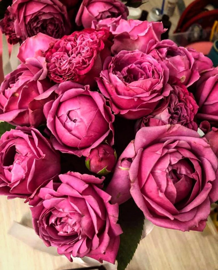 Rose